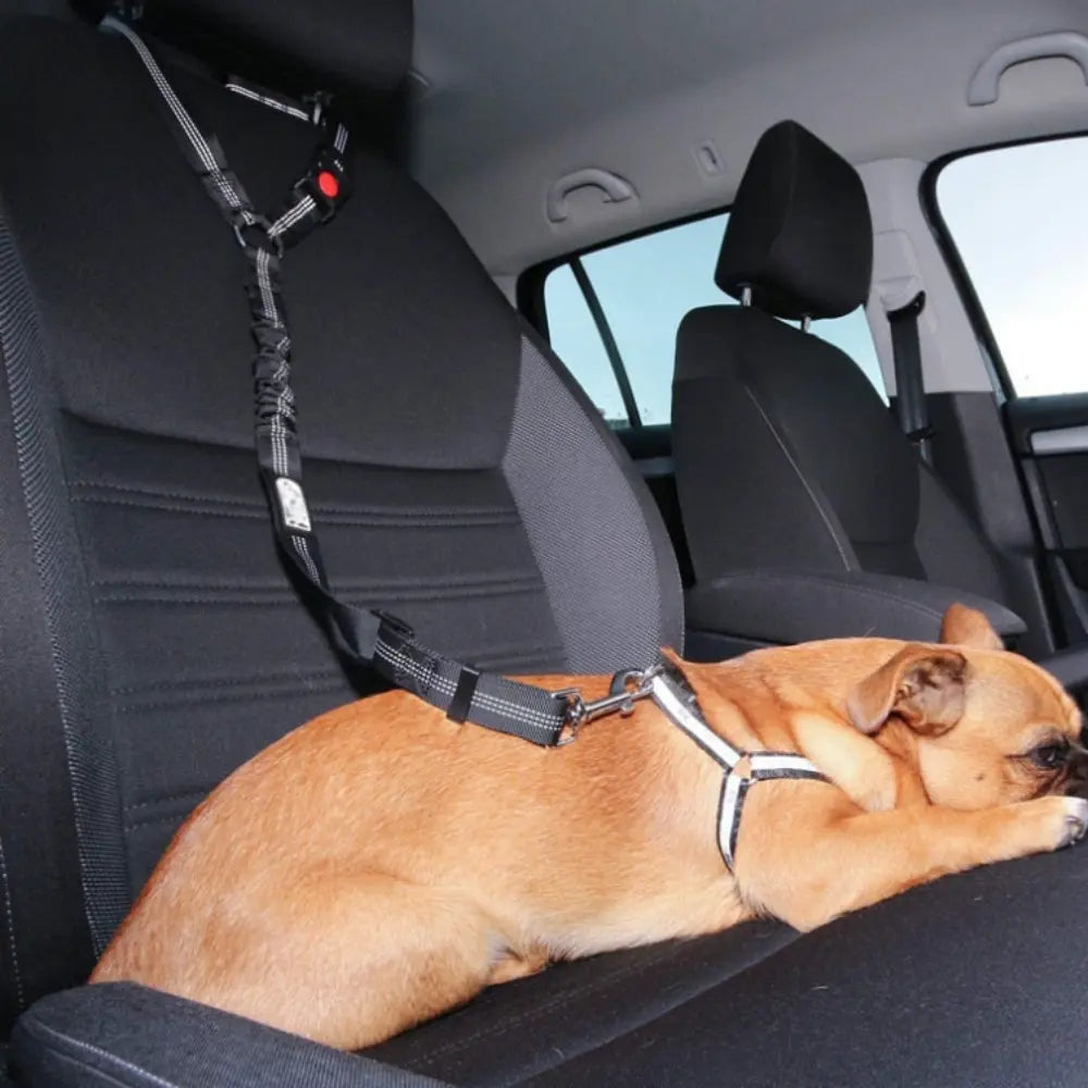 LeashBelt: 2-In-1 Pet Seat Belt And Leash The Australian Essentials