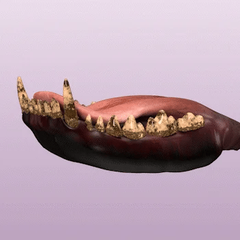 PearlyPets Teeth Whitening Pen