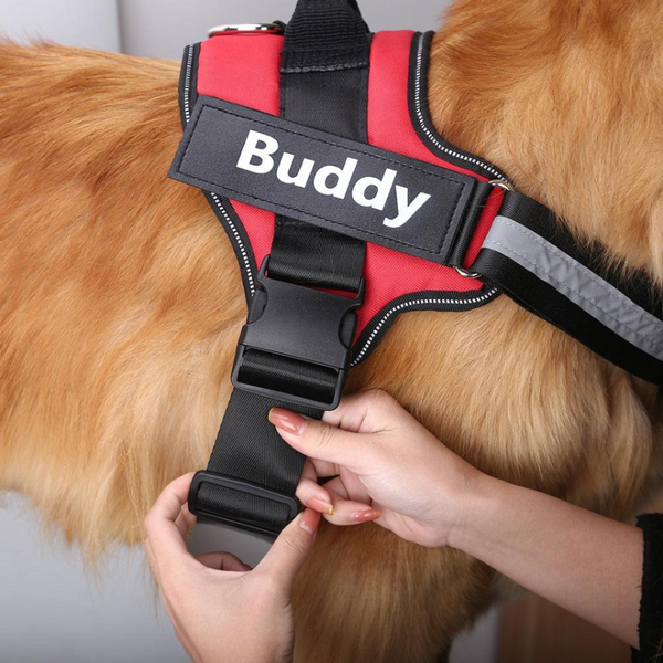 Personalized No Pull Harness