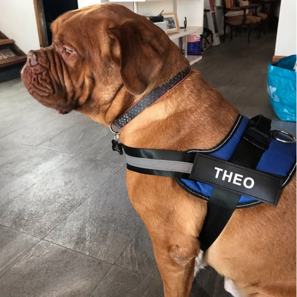 Personalized No Pull Harness